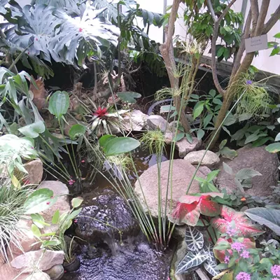 Image: Tucson Botanical Garden
