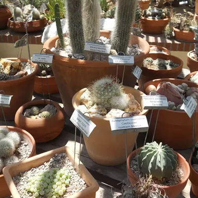 Image: Tucson Botanical Garden