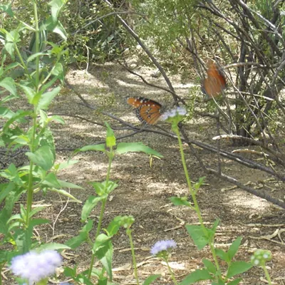 Image: Tucson Botanical Garden