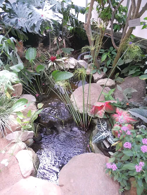 Image: Tucson Botanical Garden