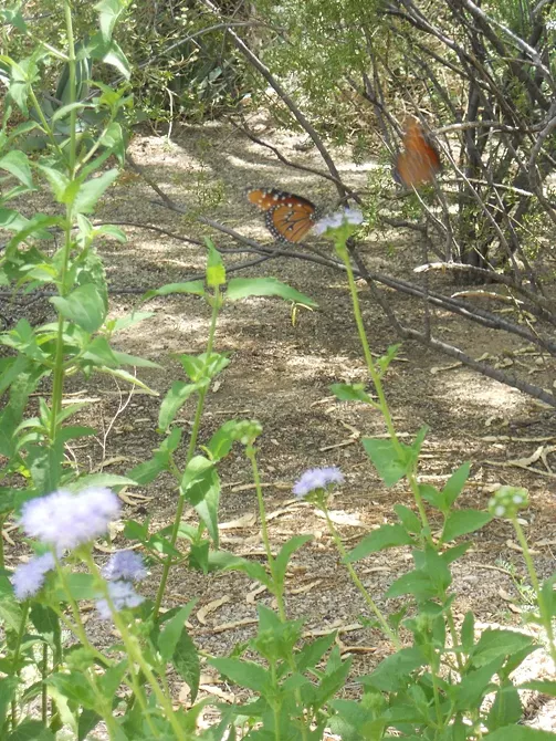 Image: Tucson Botanical Garden