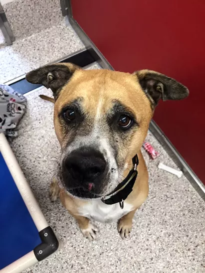 Image: Pima Animal Care Center Needs Foster Homes for Dogs and Cats