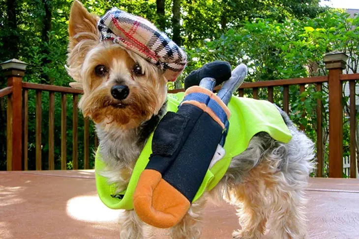 Image: Best Dressed Pets 2019