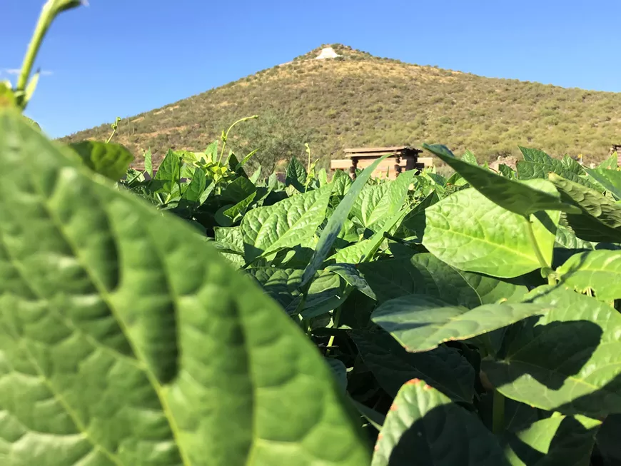 f0254afb_cow_peas_and_a_mtn_kendall_kroesen.webp