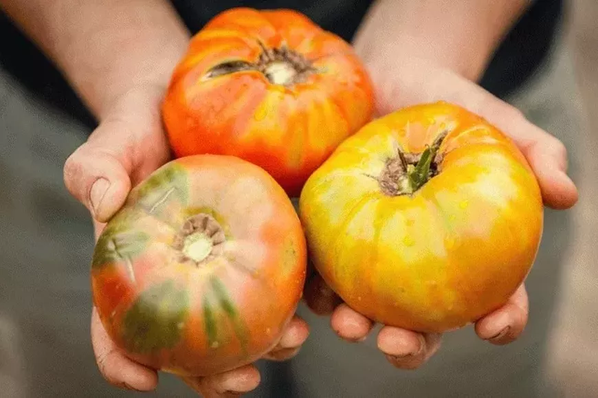 heirloom_tomatoes1-2.webp