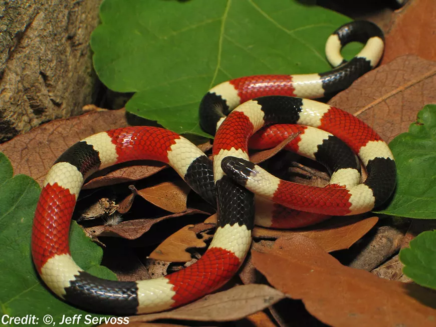 coral_snake.webp