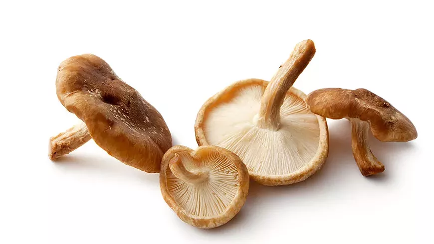 edible_mushrooms.webp