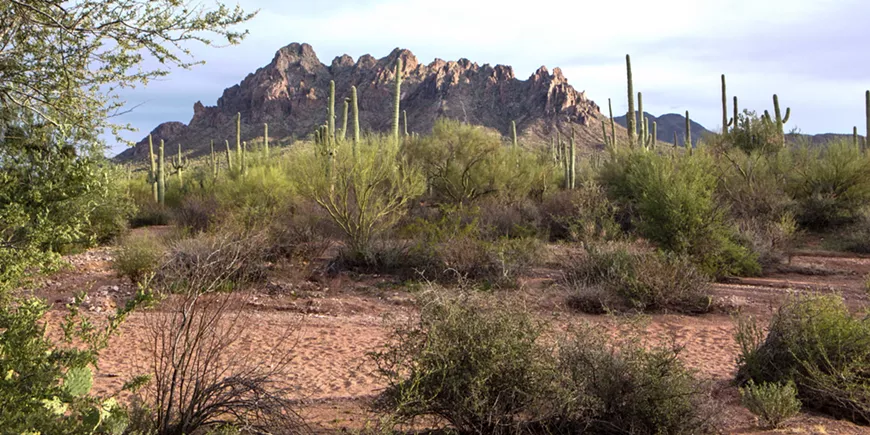 ironwood09sm.webp