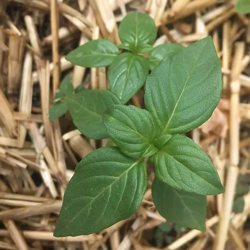 annual-spring-plant-sale.webp