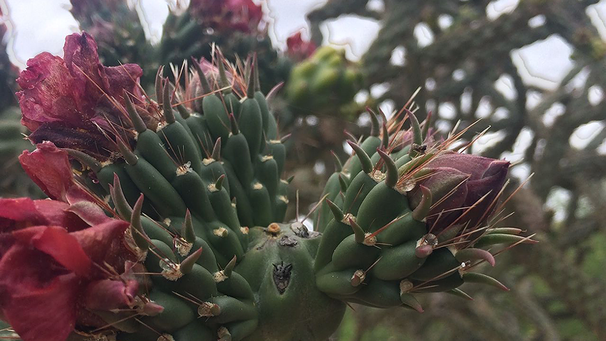 cholla_bud_harvesting.png