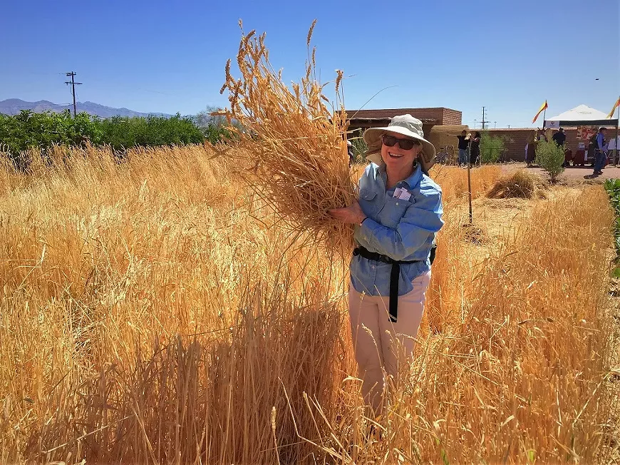 Harvesting wheat at the San Ysidro Festival