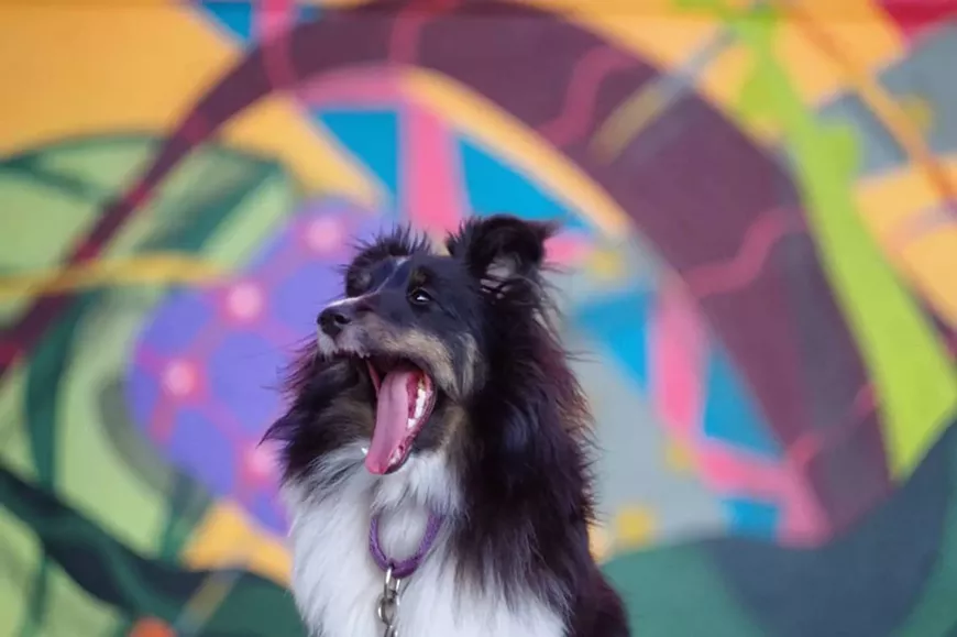 _wilder.nessie_at_yappy_hour.webp