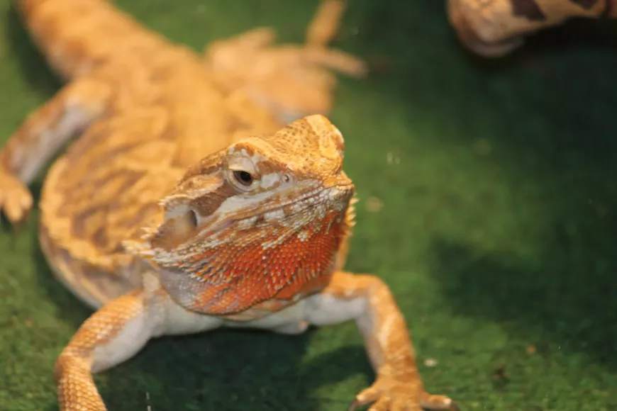 Chadleigh, one of the Reptile Ambassadors for Southern Arizona Reptile Rescue & Education.