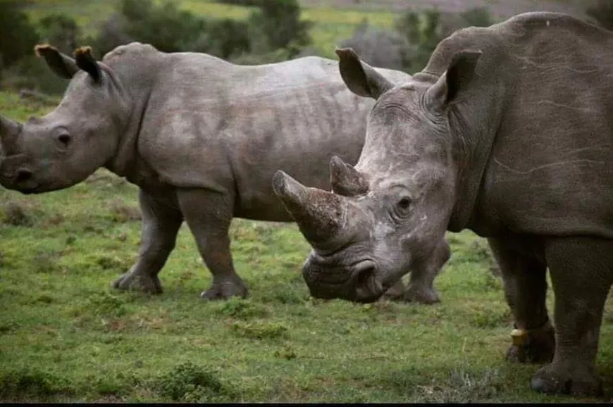 Global Conservation Force
