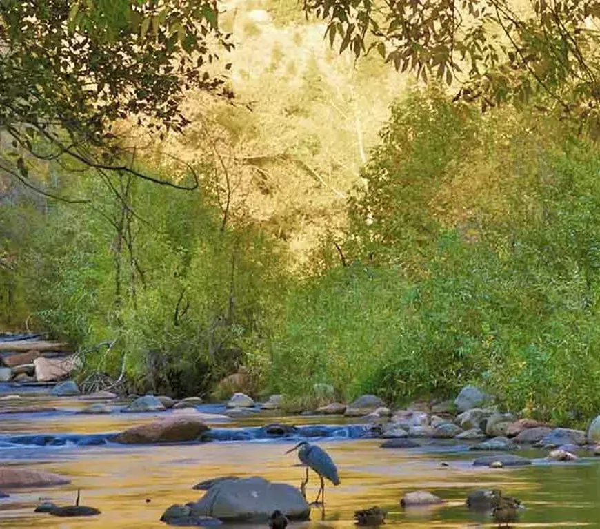Verde River Habitat