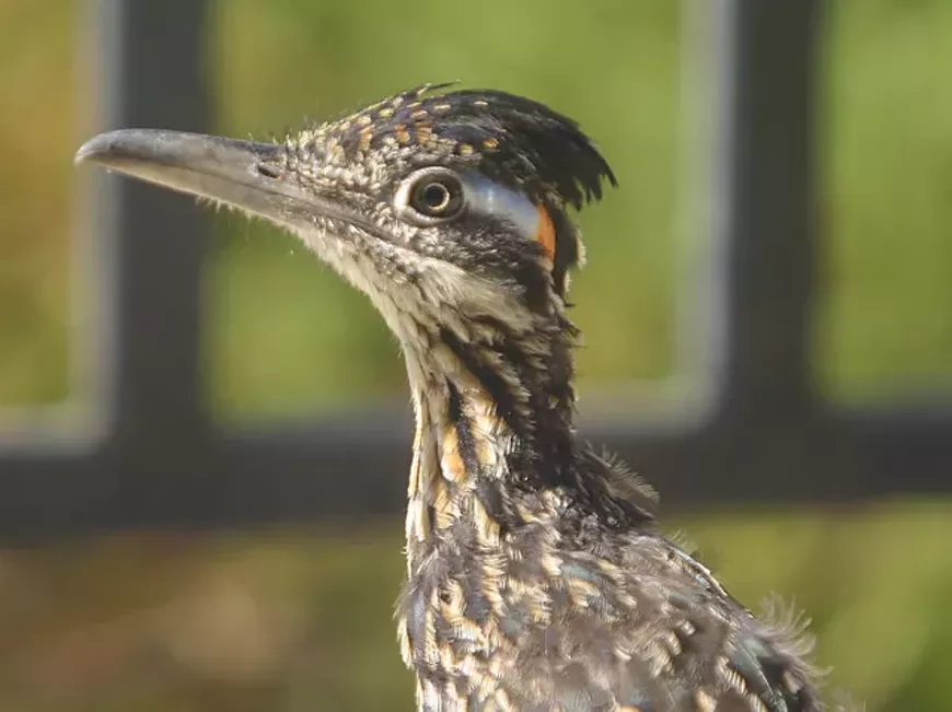 roadrunner.webp