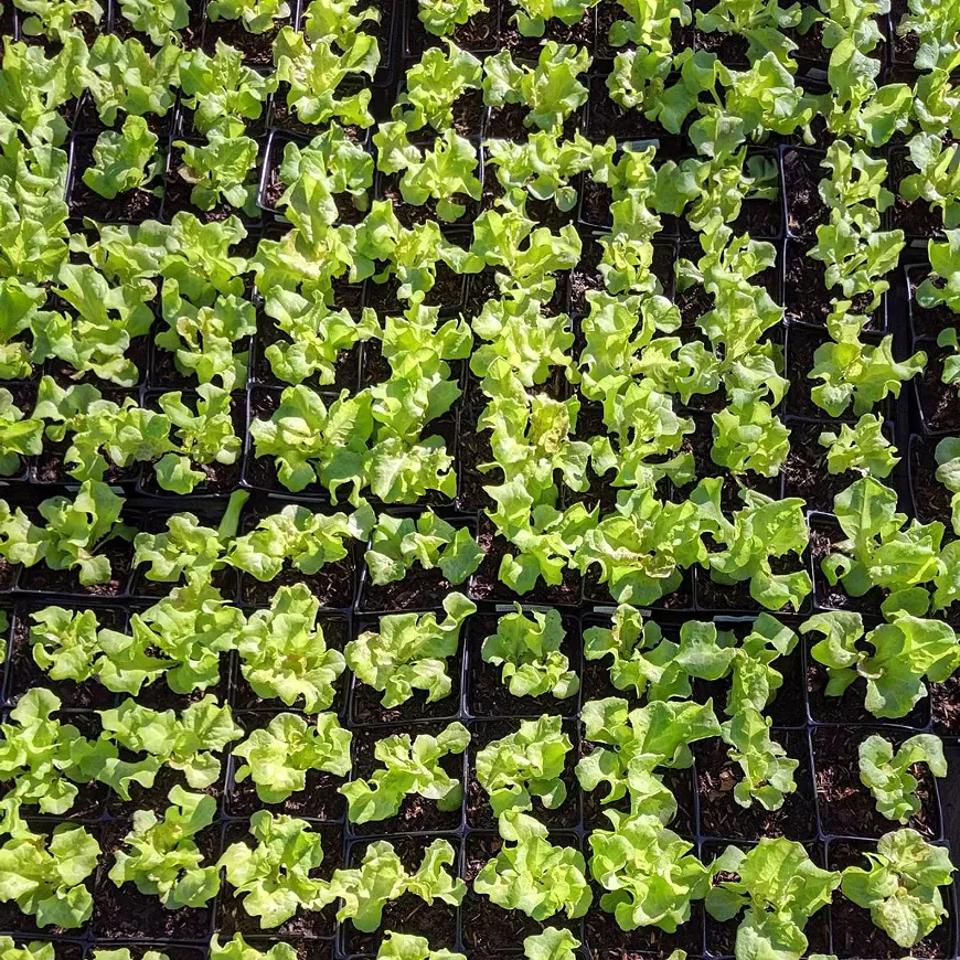 Butterhead Lettuce