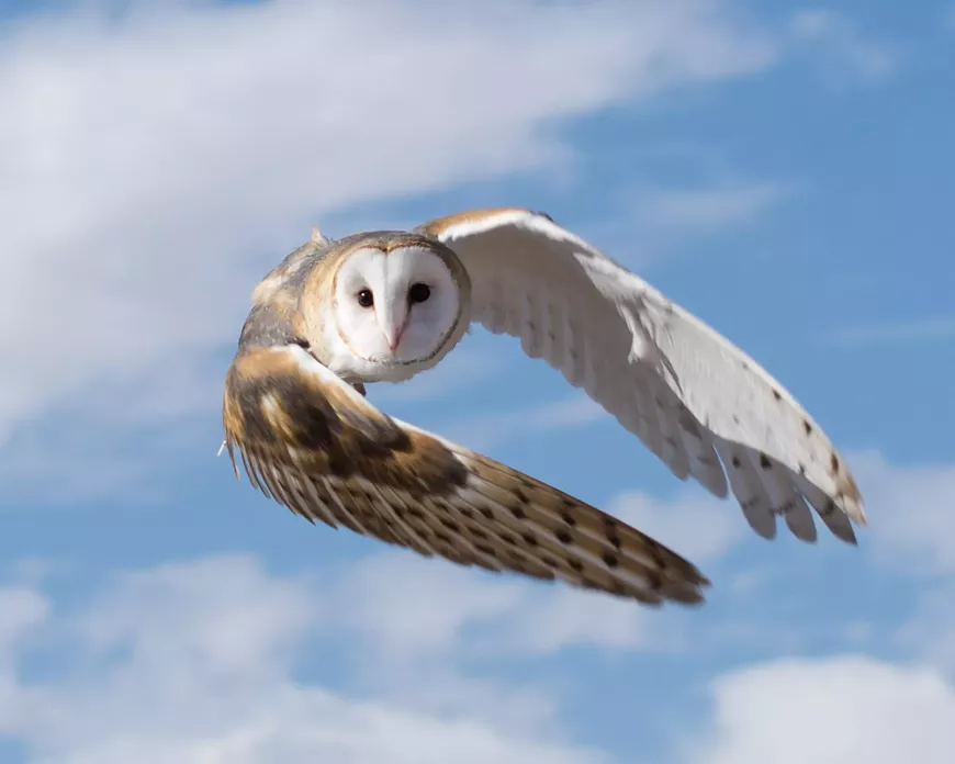 Flight of an Owl by Dan Weisz