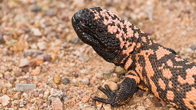 gila-monster.png