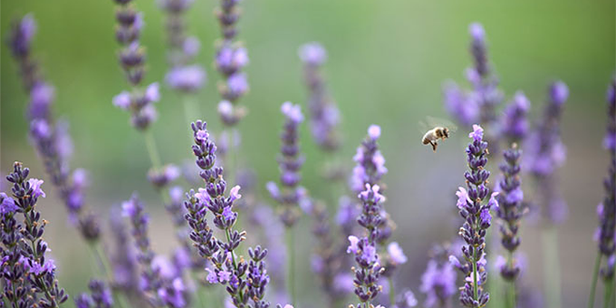 bee-lavender-pollinator.png