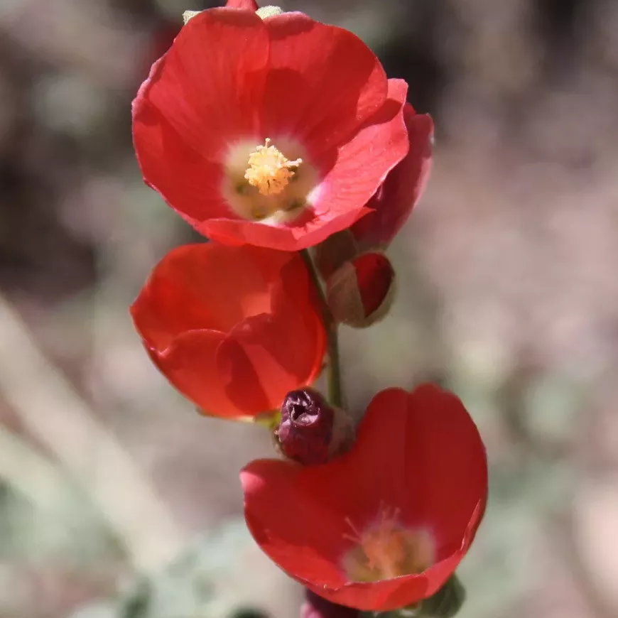 Globemallow