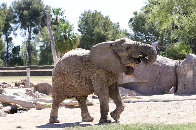 Lungile enjoys a few treats hidden around her enclosure