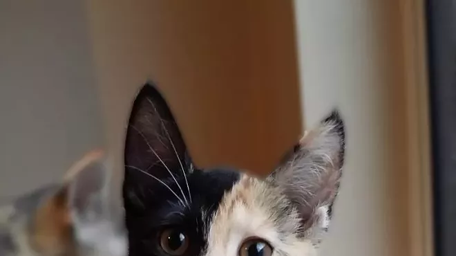 Image: Fine Wines for Felines