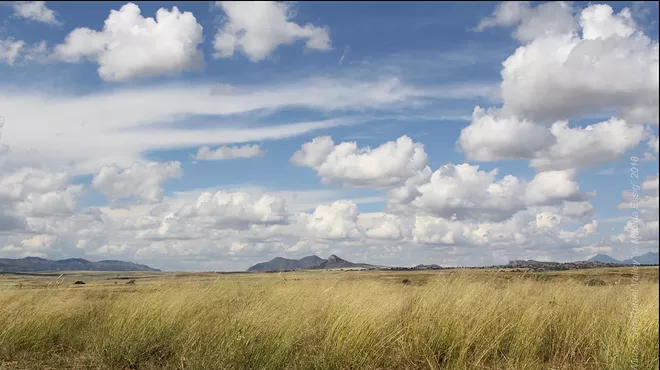 Image: Native Grasses of the Apache Highlands with work by Matilda Essig