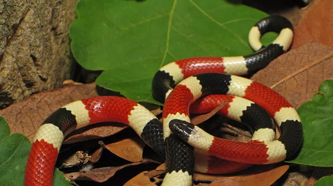 Image: Venomous Reptiles of Arizona