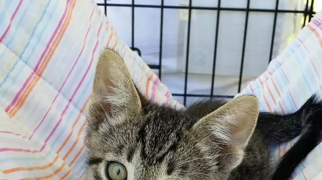 Image: Fine Wines for Felines benefit for PAWSitively CATS No-Kill Shelter