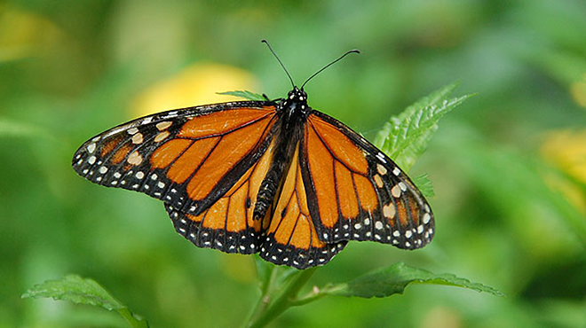 Image: Build a Butterfly Feeder