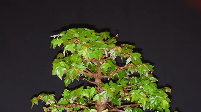 Image: Living Art Bonsai Exhibition