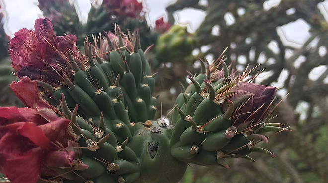 Image: An Introduction to Cholla Bud Harvesting