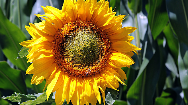 Image: One Seed Pima County: Saving Sunflower Seeds