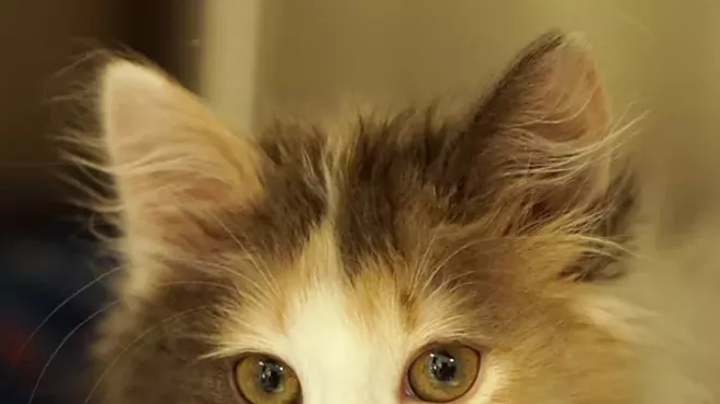 Image: Seventh Annual Kitten Shower adoption event