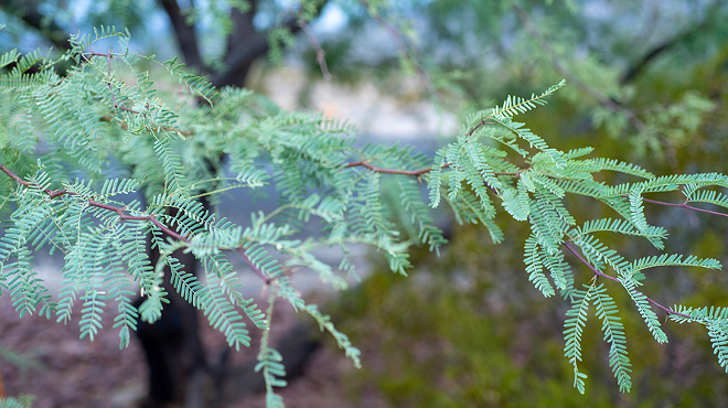 Image: How to Choose, Plant, Care for and Harvest Edible Trees