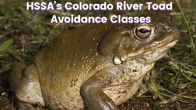 Image: Colorado River Toad Avoidance Training