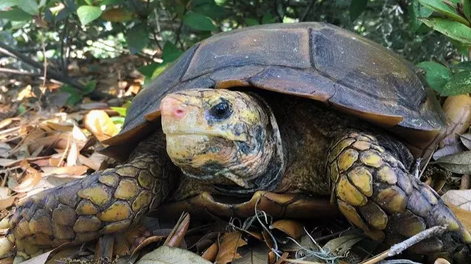 Image: Drink Beer, Save Turtles at Hotel Congress