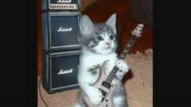 Image: Tom Cat and the Prowlers LIVE