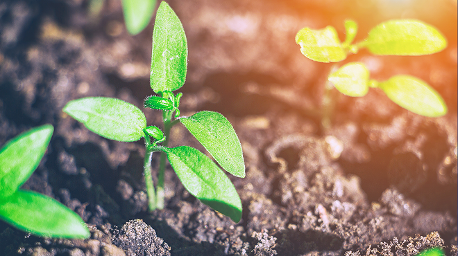 Image: Using Compost Teas to Build Healthy Soil