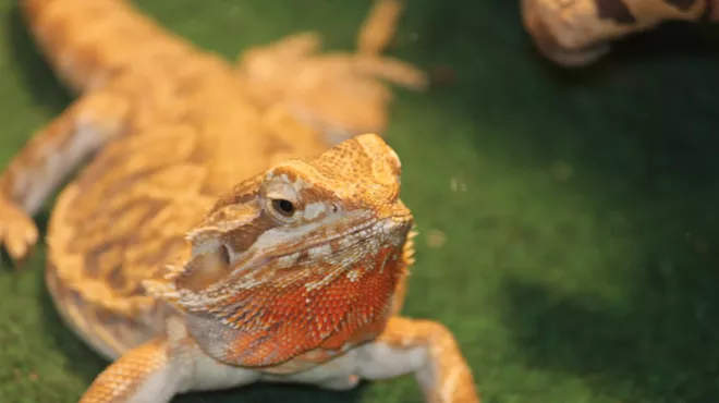 Image: Reptile Meet & Greet with Live Reptiles!