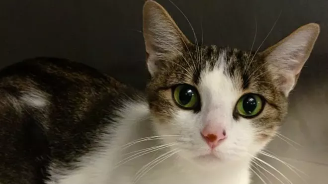 Image: Fine Wines for Felines!