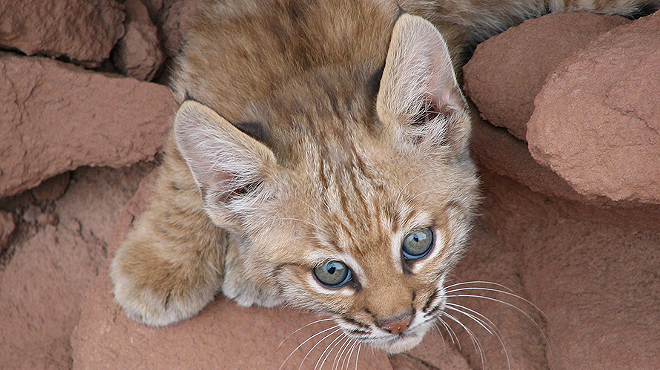 Image: Wildlife Rehabilitation and Coexistence