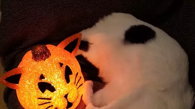 Image: 8th Annual CATART! benefit for PAWSitively CATS No-Kill Shelter