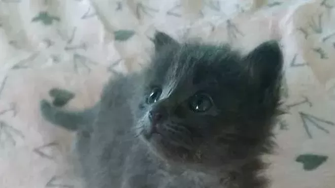 Image: Fall Wines for Felines