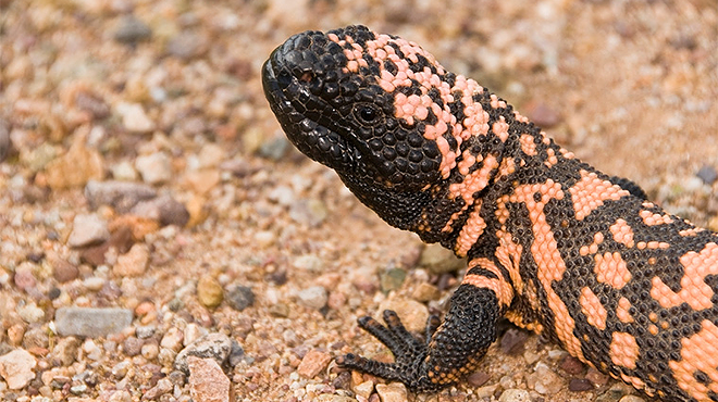 Image: Venom, Scales, & Sticky Toes: Evolution of Amphibians and Reptiles for Survival in the Desert