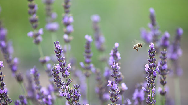 Image: Fragrant Landscapes