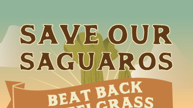 Image: Arizona Sonora Desert Museum Buffelgrass Pull at the Catalina State Park