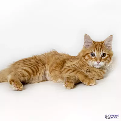 Image: Adoptable Pet: Hannah Needs a Home