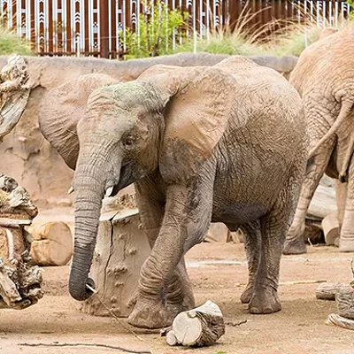 Image: Celebrate Nandi the elephant’s birthday this Sunday
